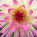 orlenahopeNH's profile picture