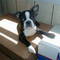postman's profile picture