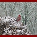 simplyshabby's profile picture