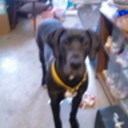 barkks4u's profile picture