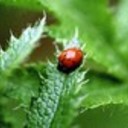 ladybugblue's profile picture