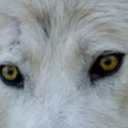 Shewolf407's profile picture