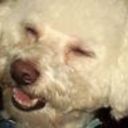 luvbichons's profile picture