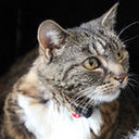 KoRNcat's profile picture