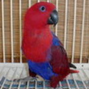 redbirdresale's profile picture