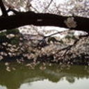 dogwood's profile picture