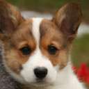 willfostwa's profile picture