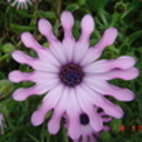 Kazana's profile picture