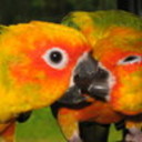 jtangoparrot's profile picture