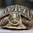 turtlesdo's profile picture