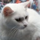 MovieCat's profile picture