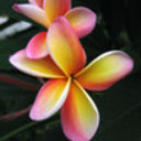 thailanddream's profile picture