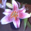 lilly555's profile picture