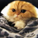 puffalumpersians's profile picture