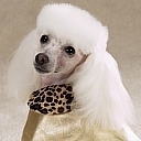 fancydogclothes's profile picture