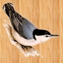 NutHatch's profile picture
