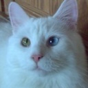 KittyKitty123's profile picture