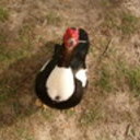 Magoose's profile picture