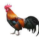 Rooster_Ridge_Farms's profile picture