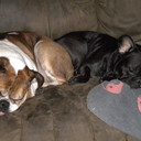 BULLDOGSMOM's profile picture