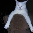 deaf_white_kitty's profile picture