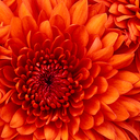 ccea79's profile picture