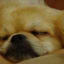 precious_raat's profile picture