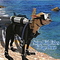 swimswithfishes's profile picture