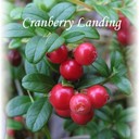 cranberrylanding's profile picture