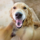 Ginnygin's profile picture
