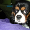 NYCavalier's profile picture