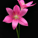 lilyflowers333's profile picture