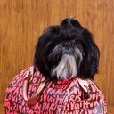 moshi_moshi's profile picture