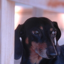 Swellsberg's profile picture