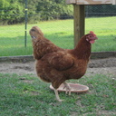 Kellie_farmwriter's profile picture