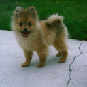 houdinidog's profile picture