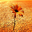 Desert_Flower's profile picture