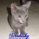 sirohisky's profile picture