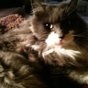 catslover's profile picture