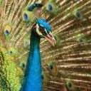 peacock's profile picture