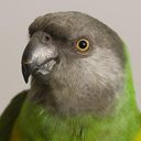 talkingbird's profile picture