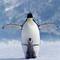 weR2penguins05's profile picture