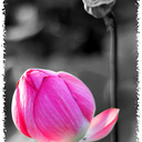 pmasiri_5's profile picture