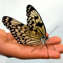 ButterflySunshine's profile picture