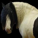 Thundersnow's profile picture
