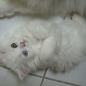 BlissfulBeads's profile picture