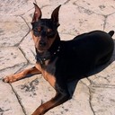 k9minpin's profile picture