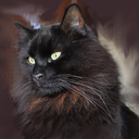 black-cat's profile picture