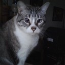 steve3cats's profile picture