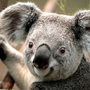 vdott's profile picture